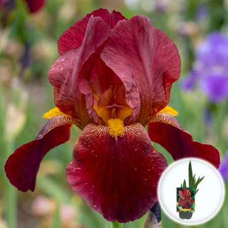 Bulbi de Irisi - Stanjenel - iris-germanica-sultans-palace-floare-rosu-maroniu-pepiniera-sibiu