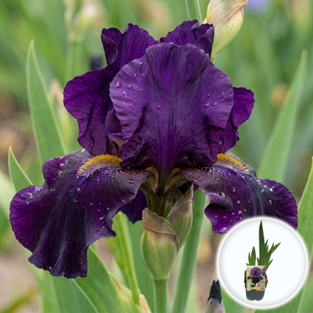 Bulbi de Irisi - Stanjenel - iris-germanica-superstition-stanjenel-negru-pepiniera-sibiu