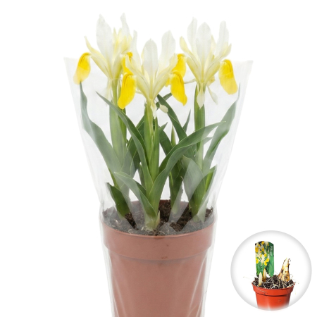 Flori Gradina si Balcon - iris-bucharica-ghiveci-planta-rara-juno-pepiniera-sibiu