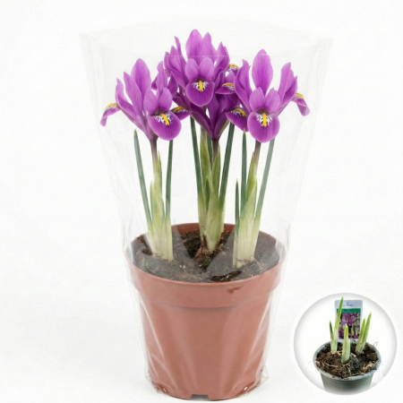 Flori Gradina si Balcon - Iris Reticulata Purple Purpuriu Pitic ghiveci 3 bulbi Pepiniera Sibiu