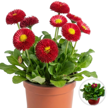 Flori Gradina si Balcon - Bellis Rosu Nasturasi Ghiveci Pepiniera Sibiu