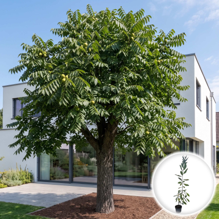 juglans-nigra-nuc-negru-american-puiet-ghiveci-pepiniera-sibiu [1]