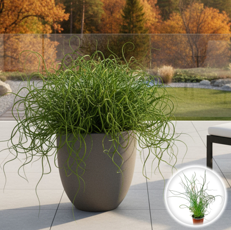 Juncus Spiralis - 50cm Juncus - Juncus Spiralis - 50cm
