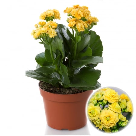 Kalanchoe - Kalanchoe Galbena