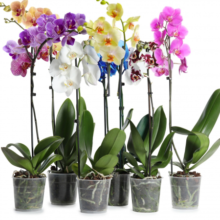 Kalanchoe - Orhidee - Phalaenopsis - 50cm+
