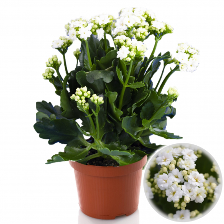 Kalanchoe - Kalanchoe Alba - XL