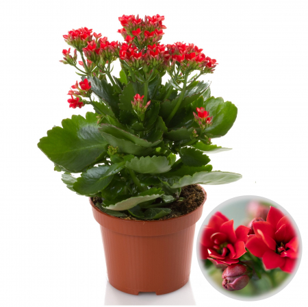 Kalanchoe - Kalanchoe Rosie