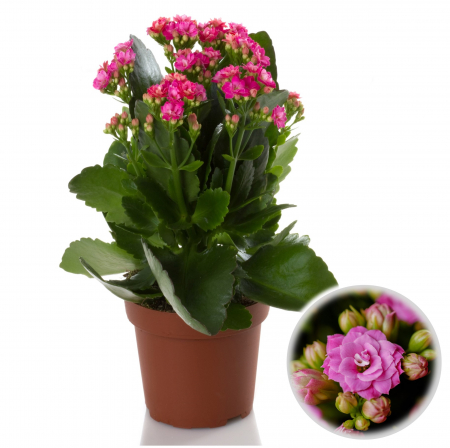Kalanchoe - Kalanchoe Mov