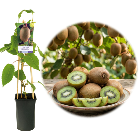 Kiwi - Actinidia - Kiwi autofertil Jenny Actinidia deliciosa ghiveci suport bambus 80cm liana fructifera Pepiniera Sibiu