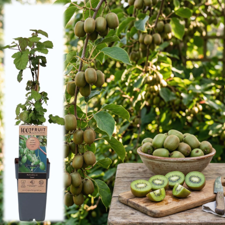 Fructifere - actinidia-arguta-issai-mini-kiwi-autopolenizator-pepiniera-sibiu