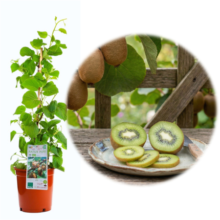 Kiwi - Actinidia - Kiwi autofertil Jenny Actinidia deliciosa ghiveci suport bambus 80cm liana fructifera Pepiniera Sibiu