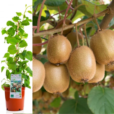 Kiwi - Kiwi Jenny - 90cm+