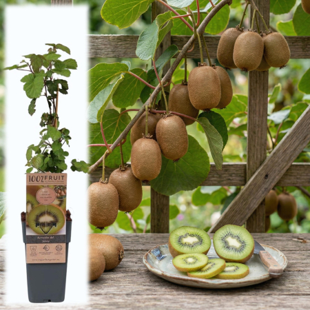Fructifere - actinidia-deliciosa-jenny-kiwi-autofertil-pepiniera-sibiu