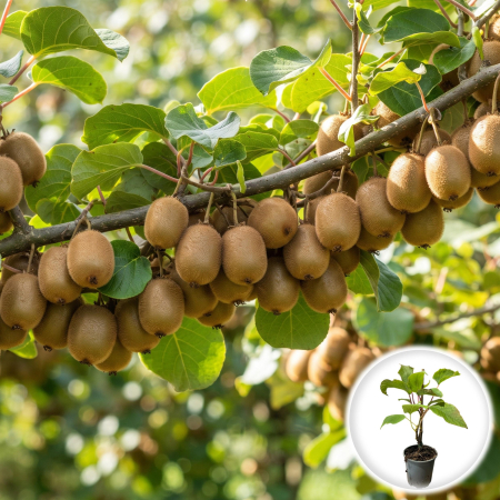 Kiwi - actinidia-deliciosa-jenny-kiwi-autofertil-pepiniera-sibiu