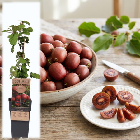 Fructifere - actinidia-arguta-kens-red-kiwi-rosu-pepiniera-sibiu