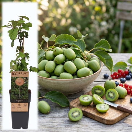 Fructifere - actinidia-arguta-weiki-mini-kiwi-pepiniera-sibiu