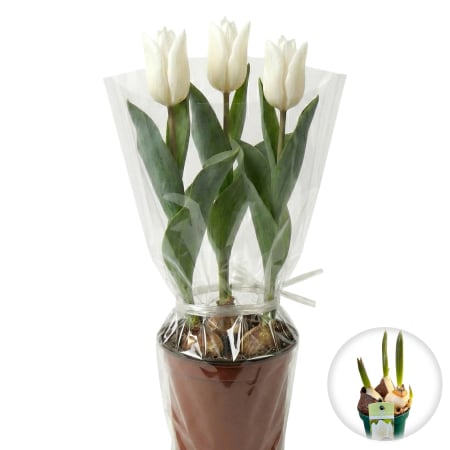 Flori Gradina si Balcon - lalele-white-prince-ghiveci-albe-pepiniera-sibiu