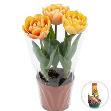 Flori Gradina si Balcon - Lalele Duble Granny Award ghiveci - 3 bulbi Pepiniera Sibiu