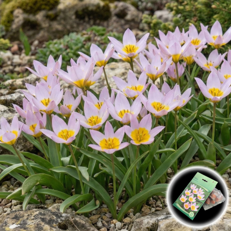 Bulbi de Lalele - lalele-saxatilis-tulipa-botanica-roz-pepiniera-sibiu