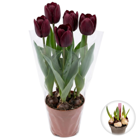 Flori Gradina si Balcon - lalele-rosii-velvet-red-ghiveci-cadou-pepiniera-sibiu