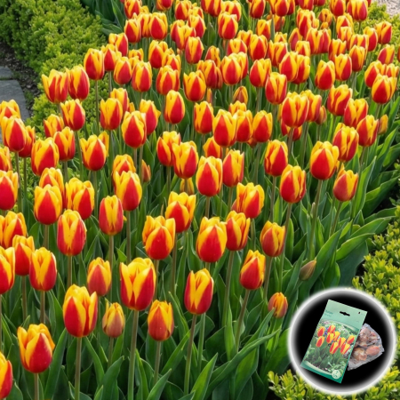 lalele-stresa-kaufmanniana-bicolore-pepiniera-sibiu [0]