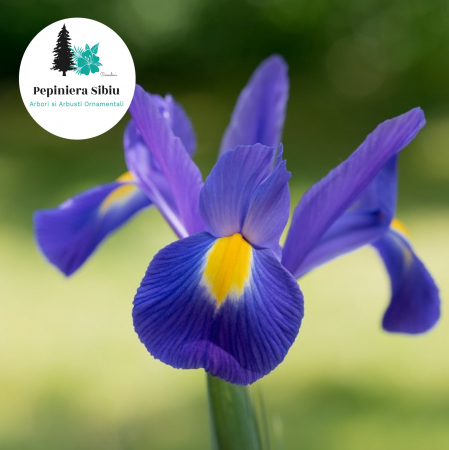 Iris Blue Magic - Bulbi M10/+ [1]