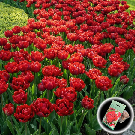 Seminte și Bulbi - lalele-red-princess-rosii-batute-pepiniera-sibiu