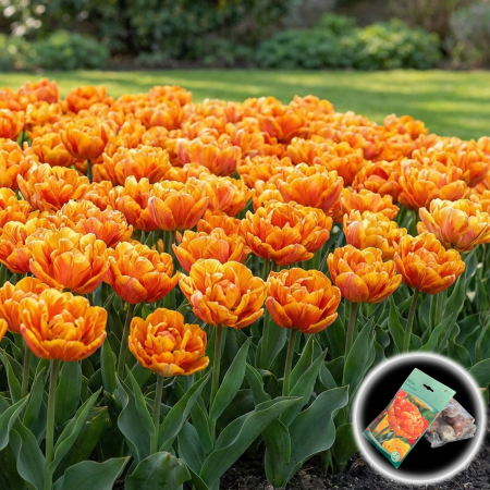 Bulbi de Lalele - lalele-sun-lover-galben-portocaliu-batute-pepiniera-sibiu