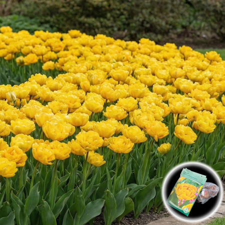 lalele-yellow-pomponette-galbene-batute-pepiniera-sibiu [0]