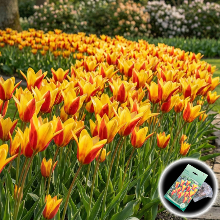 Bulbi de Lalele - lalele-clusiana-lady-tulip-botanice-pepiniera-sibiu