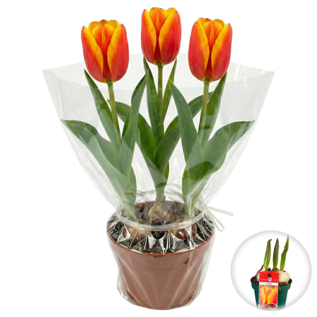 Flori Gradina si Balcon - lalele-flair-rosii-ghiveci-pepiniera-sibiu