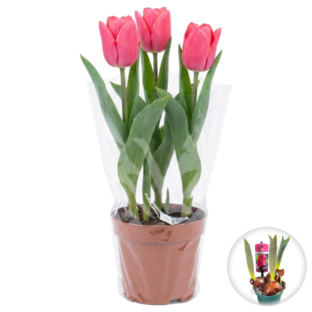 Flori Gradina si Balcon - Lalele Roz Lydia ghiveci 3 bulbi Pepiniera Sibiu