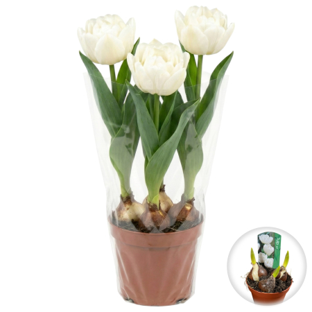 Flori Gradina si Balcon - Lalele Albe Wit Calcary ghiveci 3 bulbi Pepiniera Sibiu