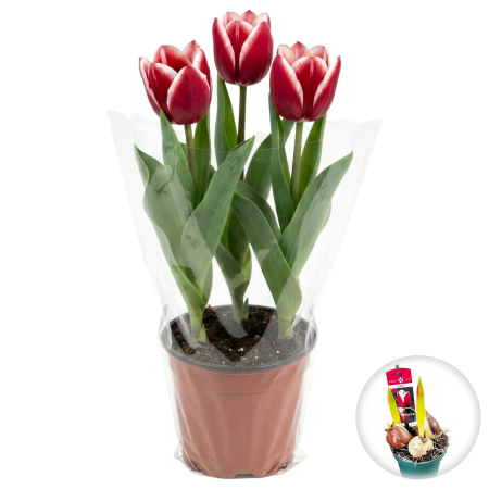 Flori Gradina si Balcon - Lalele Rosu Inchis Vampire ghiveci 3 bulbi Pepiniera Sibiu