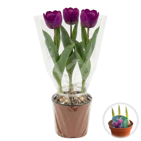 Flori Gradina si Balcon - lalele-mov-ghiveci-3-fire-pepiniera-sibiu