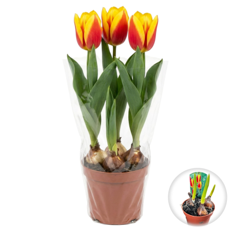 Flori Gradina si Balcon - Lalele Nufăr Stresa ghiveci 3 bulbi Pepiniera Sibiu