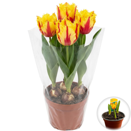Flori Gradina si Balcon - Lalele Bicolore Party Clown ghiveci 3 bulbi Pepiniera Sibiu