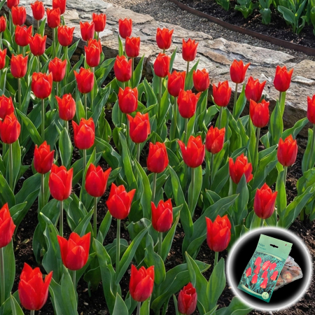 Bulbi de Lalele - lalele-princeps-fosteriana-rosii-pitice-pepiniera-sibiu