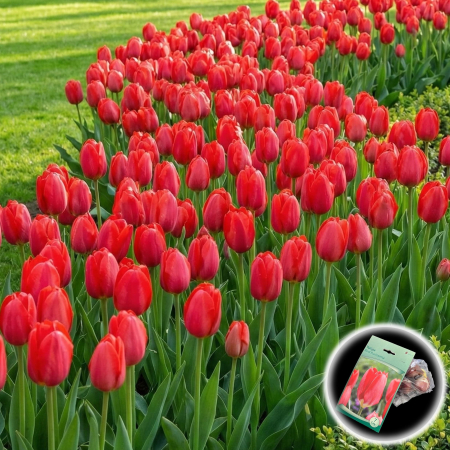 Bulbi de Lalele - lalele-red-purissima-fosteriana-rosii-pepiniera-sibiu