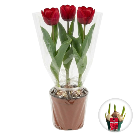 Flori Gradina si Balcon - lalele-seadov-rosii-ghiveci-planta-cadou-pepiniera-sibiu