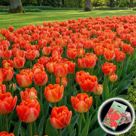 lalele-viking-rosii-batute-timpurii-pepiniera-sibiu [0]