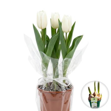 Flori Gradina si Balcon - Lalele Albe White Prince ghiveci 3 bulbi Pepiniera Sibiu
