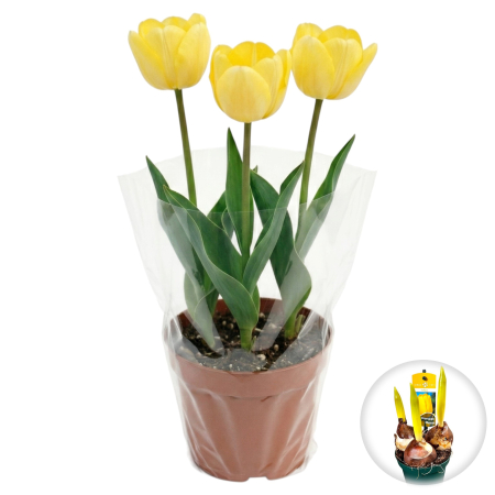 Flori Gradina si Balcon - Lalele Duble Harvest Moon ghiveci, 3 bulbi Pepiniera Sibiu