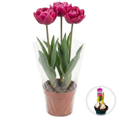 Flori Gradina si Balcon - Lalele Duble Pontiac ghiveci 3 bulbi Pepiniera Sibiu