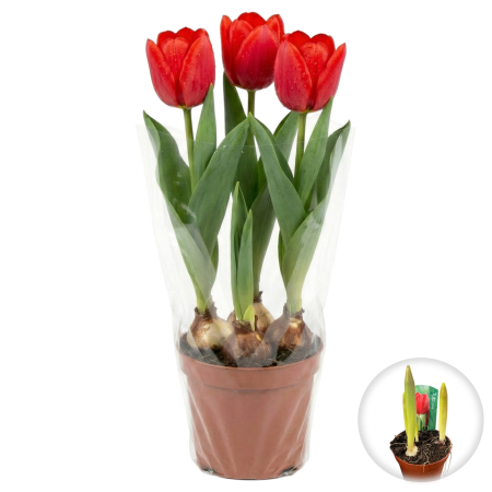 Flori Gradina si Balcon - Lalele Rosii Rood ghiveci 3 bulbi Pepiniera Sibiu