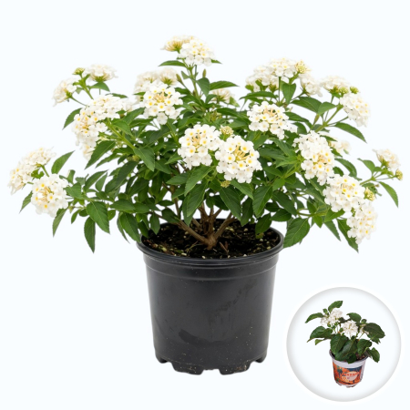 Flori Gradina si Balcon - lantana-camara-alba-arbust-flori-albe-pepiniera-sibiu