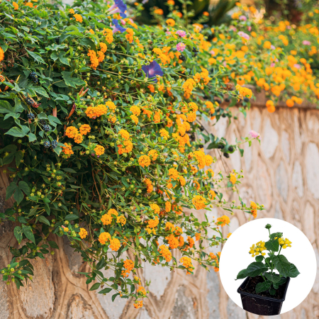 Flori Gradina si Balcon - Lantana - Galbena (P11)