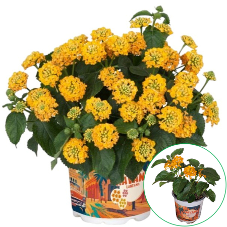 Flori Gradina si Balcon - Lantana - Galbena (XL)
