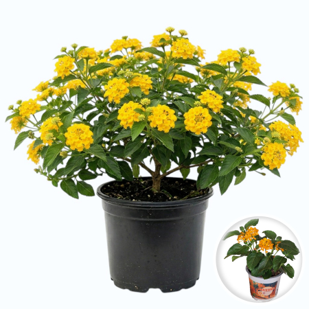 Flori Gradina si Balcon - Lantana camara flori galbene balcon ghiveci rezistenta la soare Pepiniera Sibiu