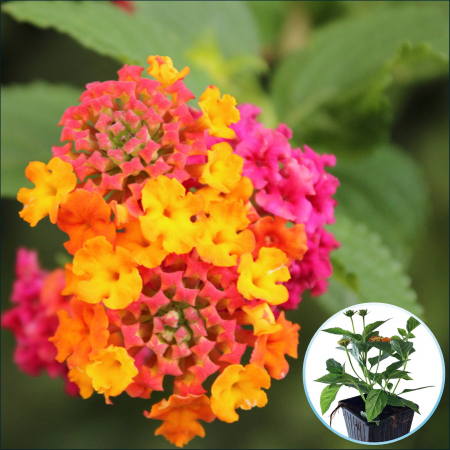 Flori Gradina si Balcon - Lantana - Diverse culori (P11)